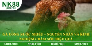 Gà uống nước nhiều